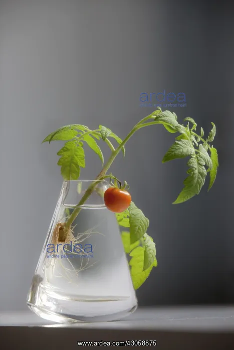 : Tomato, Lycopersicon esculentum Gardeners Delight : Tomato, Lycopersicon esculentum Gardeners Delight