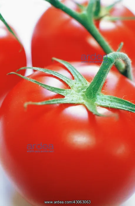 : Tomato, Lycopersicon esculentum : Tomato, Lycopersicon esculentum