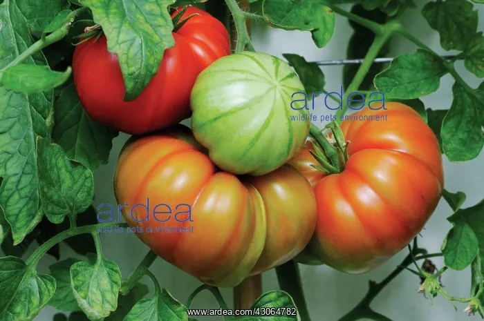 : Tomato, Lycopersicon esculentum Belriccio : Tomato, Lycopersicon esculentum Belriccio