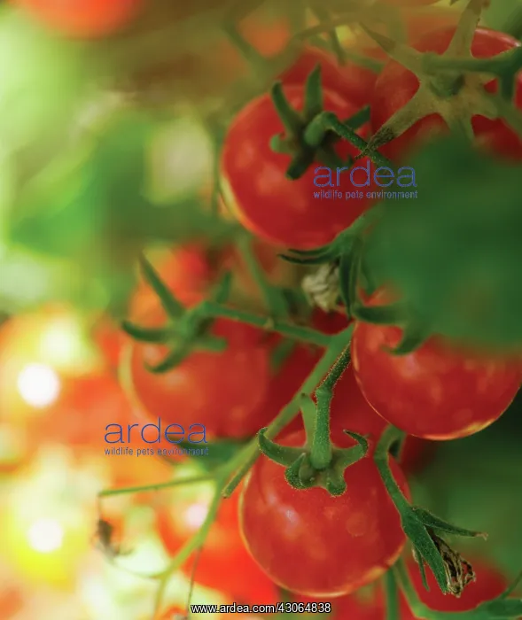: Tomato, Lycopersicon esculentum : Tomato, Lycopersicon esculentum