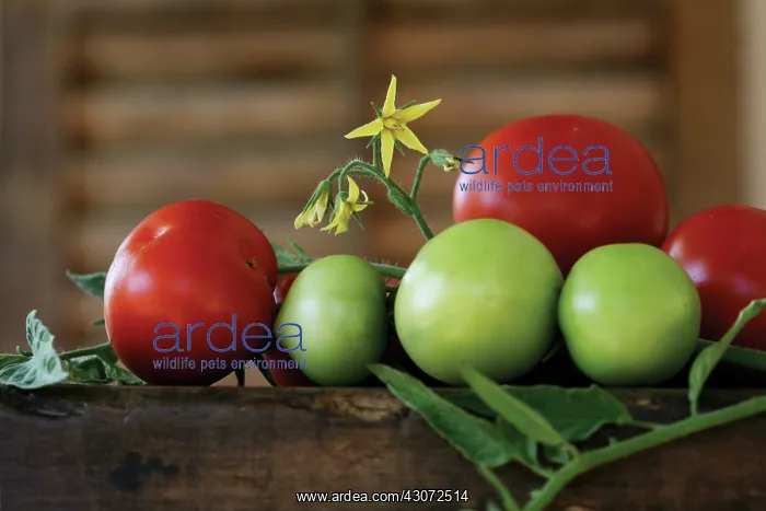 : Tomato, Lycopersicon esculentum : Tomato, Lycopersicon esculentum