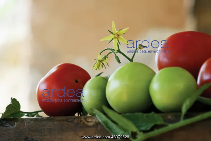 : Tomato, Lycopersicon esculentum : Tomato, Lycopersicon esculentum