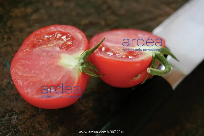 : Tomato, Lycopersicon esculentum : Tomato, Lycopersicon esculentum