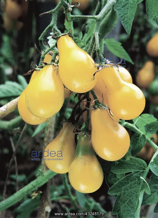 : Tomato. Yellow Pear tomato (Lycopersicon lycopersicum) : Tomato. Yellow Pear tomato (Lycopersicon lycopersicum)