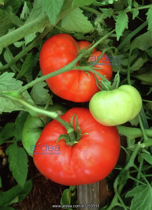 : Tomato. Primetime Tomato (Lycopersicon lycopersicum), cultivated, Pennsylvania : Tomato. Primetime Tomato (Lycopersicon lycopersicum), cultivated, Pennsylvania