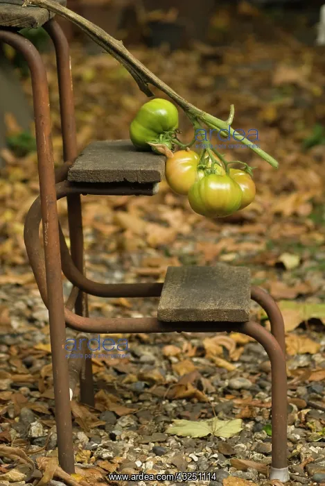 : Tomato, Lycopersicon esculentum : Tomato, Lycopersicon esculentum