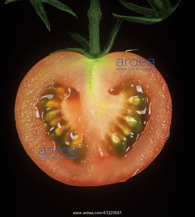 : Tomato. Section through a tomato fruit on the vine to show its structure : Tomato. Section through a tomato fruit on the vine to show its structure