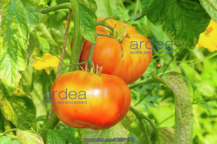 : Tomato Ananas, late variety : Tomato Ananas, late variety