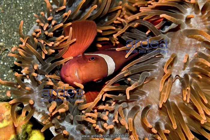 : Tomato Anemone Fish : Tomato Anemone Fish
