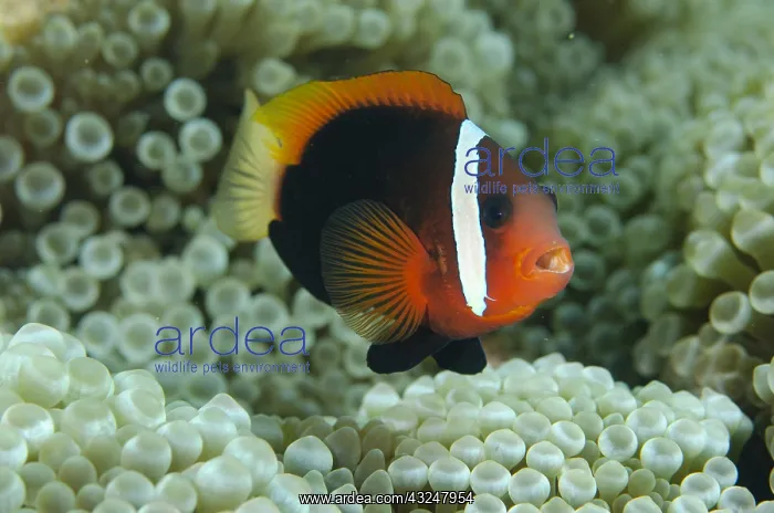 : Tomato Anemonefish - in Bulb Tentacle Anemone (aka : Tomato Anemonefish - in Bulb Tentacle Anemone (aka