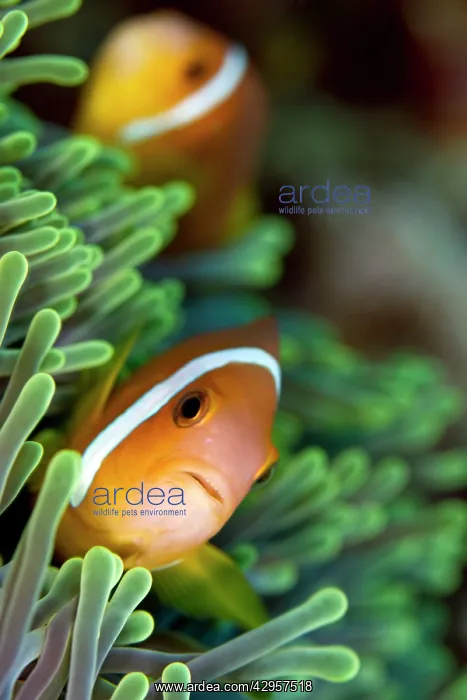 : Tomato Anemonefish / Clownfish : Tomato Anemonefish / Clownfish