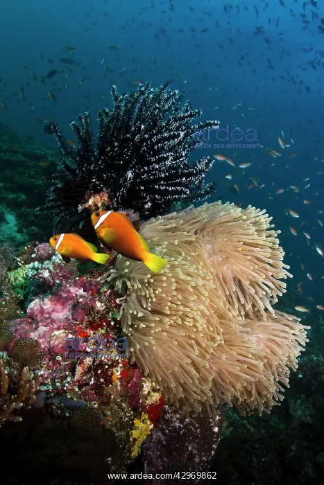 : Tomato Anemonefish and Sea Anemone (Stichodactyla : Tomato Anemonefish and Sea Anemone (Stichodactyla
