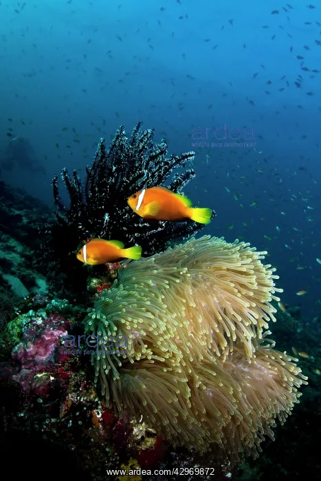 : Tomato Anemonefish and Sea Anemone (Stichodactyla : Tomato Anemonefish and Sea Anemone (Stichodactyla