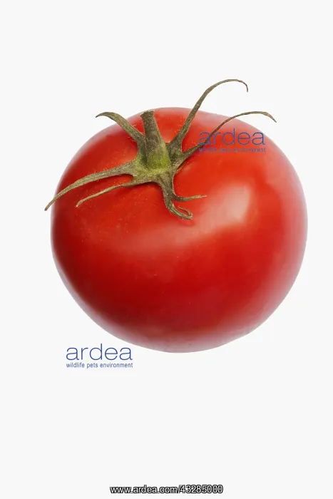  : Tomato, Beef tomato, Lycopersicon cultivar, Studio