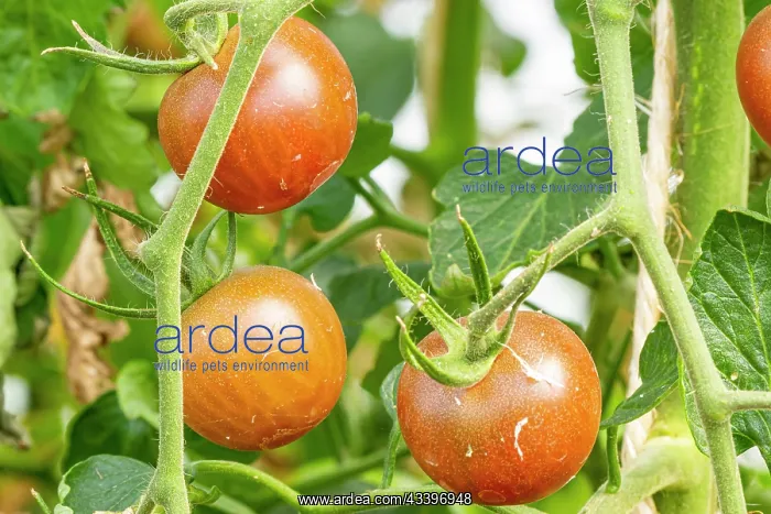  : Tomato Cindel F1