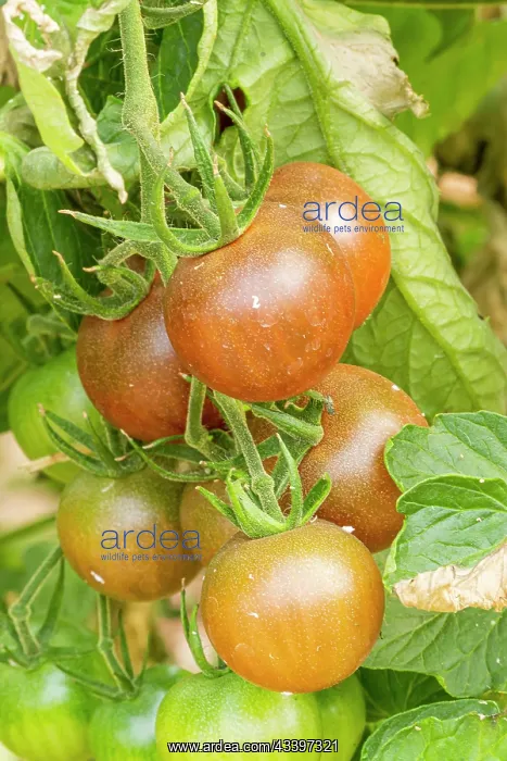 : Tomato Cindel F1 : Tomato Cindel F1