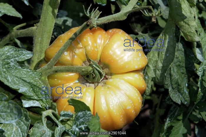 : Tomato - close-up - has been treated with Bouillie