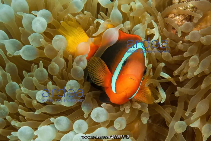 : Tomato clownfish (Amphiprion frenatus) seeks cover : Tomato clownfish (Amphiprion frenatus) seeks cover
