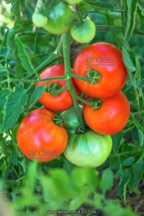 : Tomato Cobra, Provence, France : Tomato Cobra, Provence, France