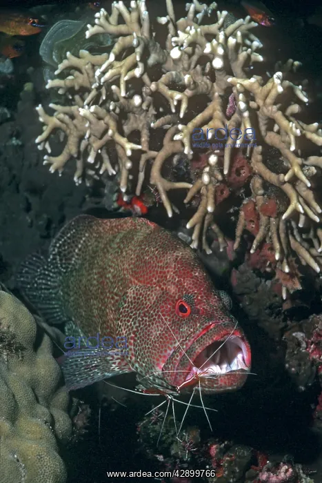 : Tomato Cod - being cleaned by the Indo-pacific : Tomato Cod - being cleaned by the Indo-pacific