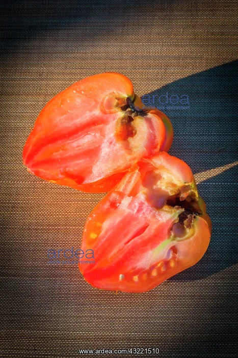 : Tomato Coeur de Boeuf rotting, Provence France : Tomato Coeur de Boeuf rotting, Provence France