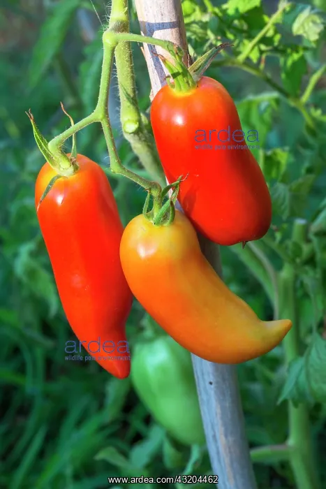 : Tomato Cornue des Andes, Provence, France : Tomato Cornue des Andes, Provence, France