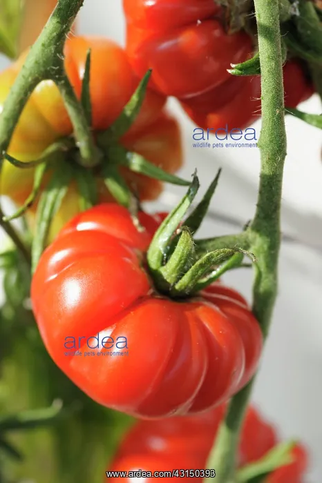 : Tomato, Cupid tomato, Lycopersicon, Lycopersicon