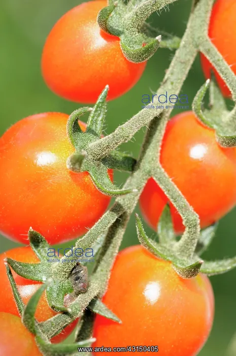  : Tomato, Cupid tomato, Lycopersicon, Lycopersicon