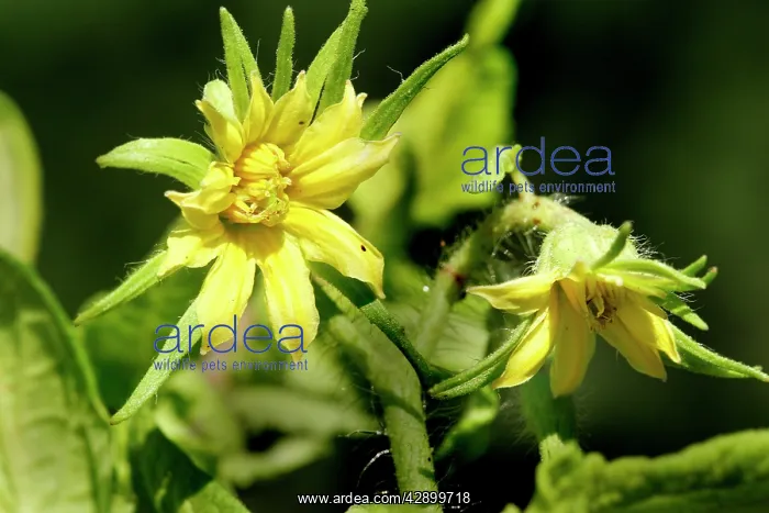 : Tomato flower : Tomato flower