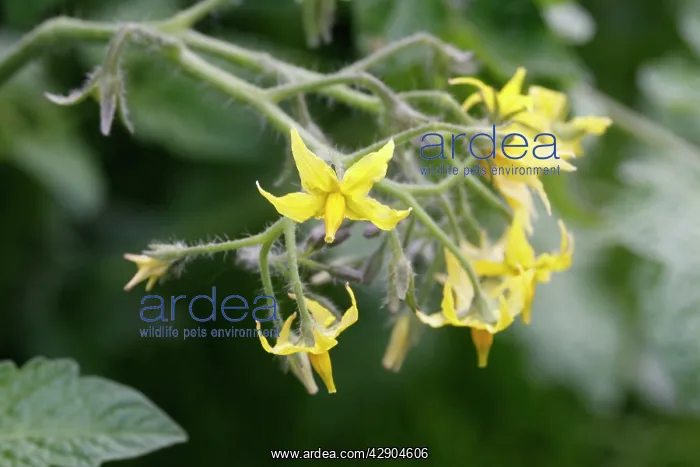  : Tomato - flowers