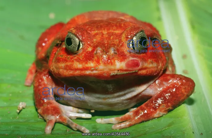 : Tomato Frog : Tomato Frog