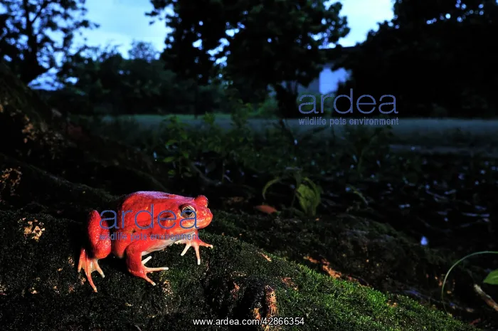  : Tomato Frog