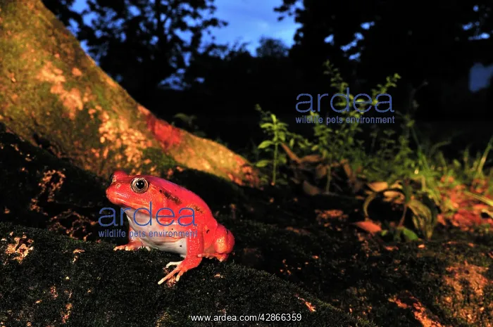  : Tomato Frog