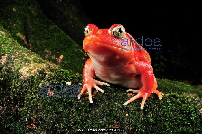 : Tomato Frog : Tomato Frog