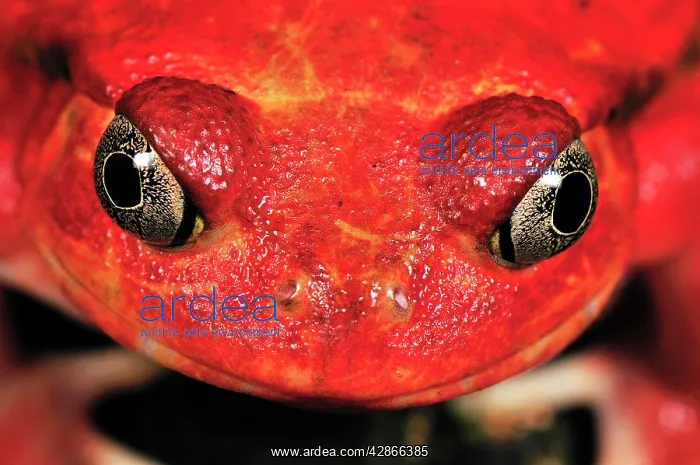 : Tomato Frog : Tomato Frog