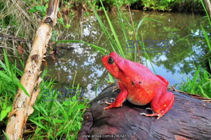 : Tomato Frog : Tomato Frog