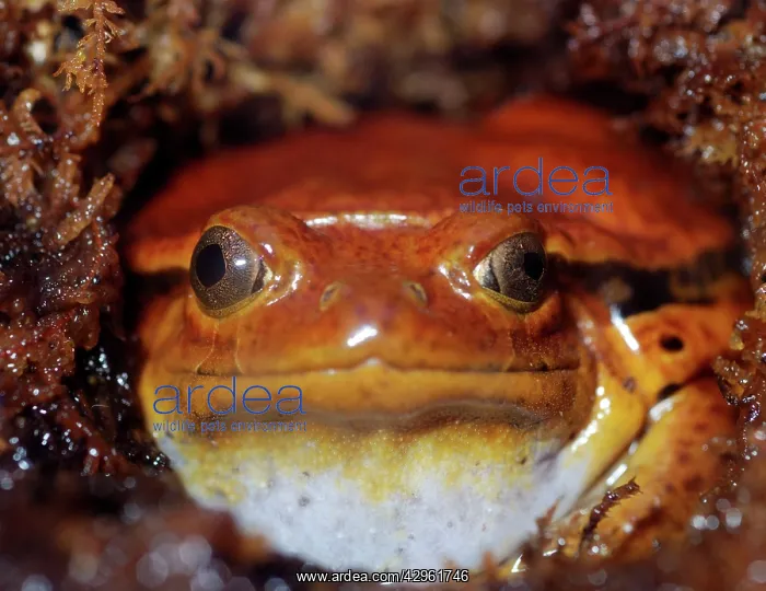  : Tomato Frog