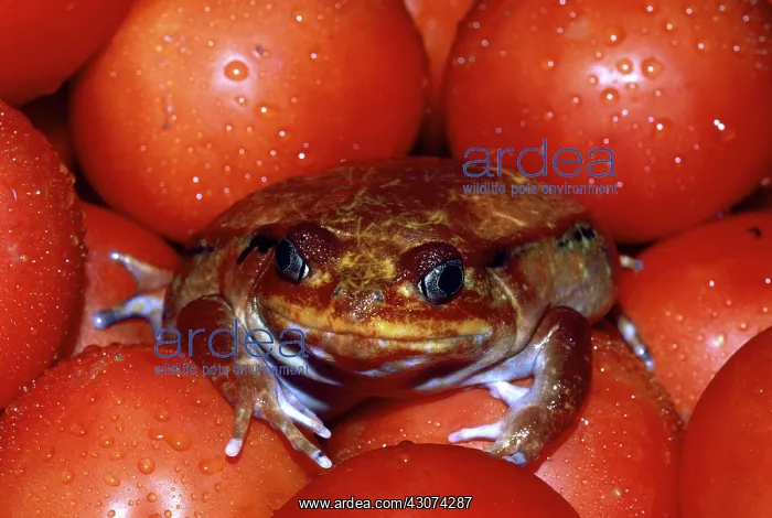 : Tomato Frog : Tomato Frog