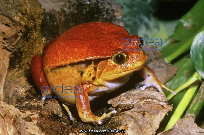 : Tomato Frog : Tomato Frog