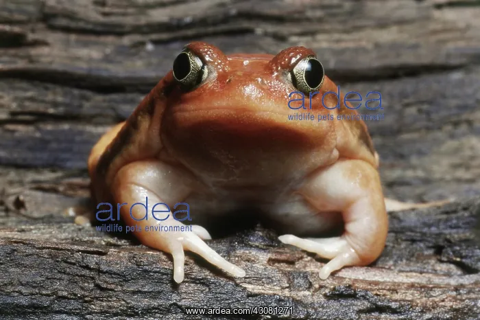 : Tomato Frog : Tomato Frog