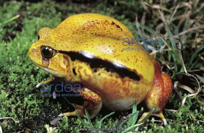 : Tomato Frog : Tomato Frog