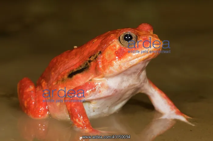 : Tomato Frog : Tomato Frog