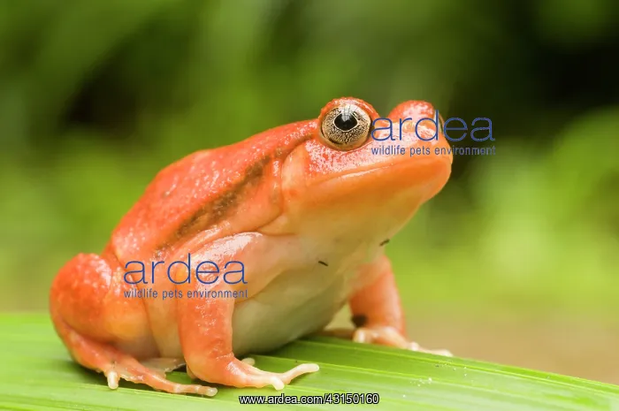 : Tomato Frog : Tomato Frog