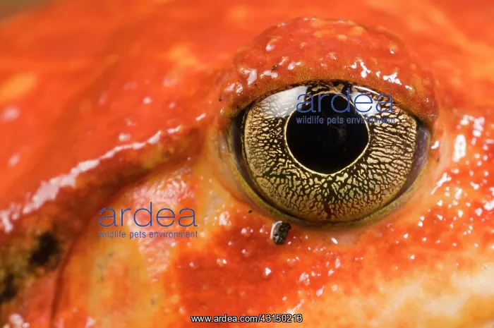 : Tomato Frog : Tomato Frog