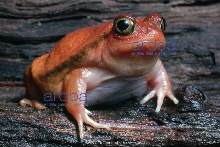 : Tomato Frog : Tomato Frog