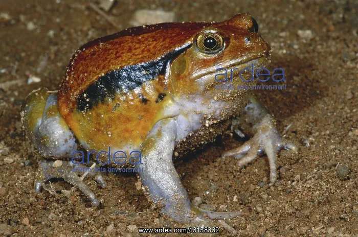 : Tomato Frog : Tomato Frog
