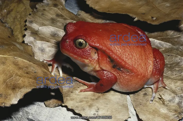  : Tomato Frog
