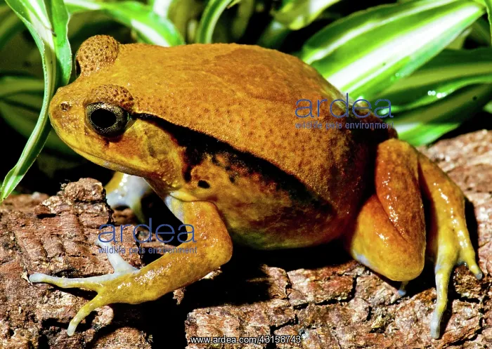 : Tomato Frog : Tomato Frog