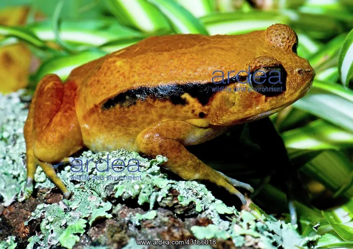 : Tomato Frog : Tomato Frog