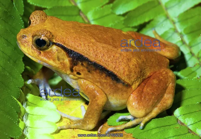: Tomato Frog : Tomato Frog